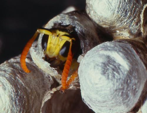 Polistes sp.